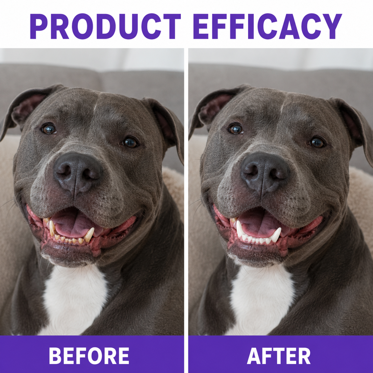 Sploofle Daily Dental Powder for Dogs & Cats